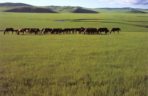 呼倫貝爾大草原圖片