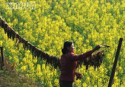 桃花源風景圖片