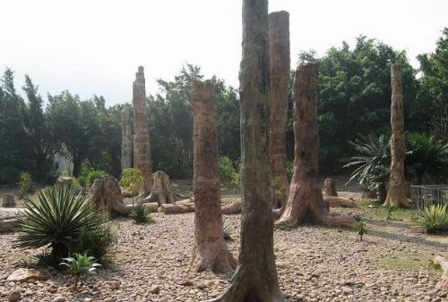 廣東仙湖植物園圖片
