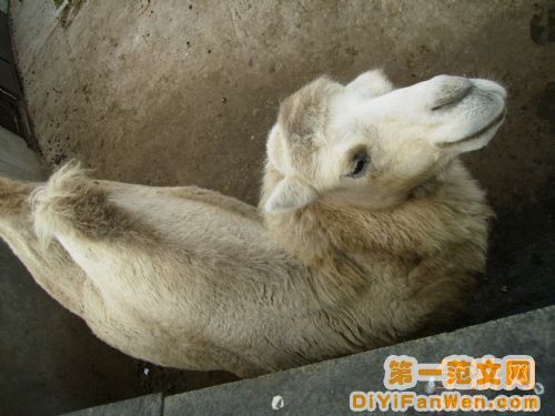 莫斯科動物園圖片