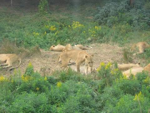上海野生動物園圖片