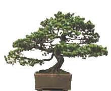花卉盆景藝術長廊圖片