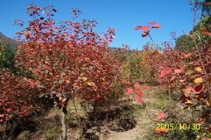 香山紅葉圖片