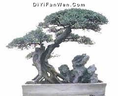 花卉盆景藝術長廊圖片