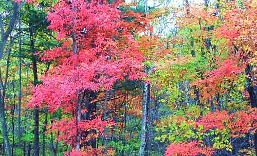 吉林蛟河紅葉谷圖片