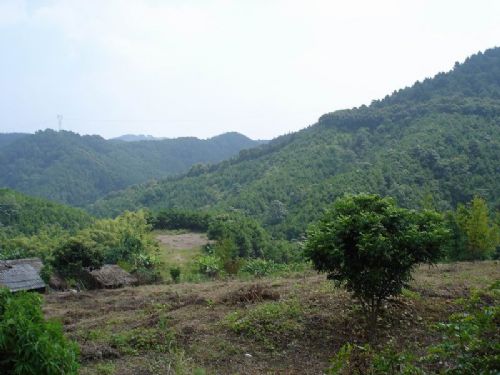 三門江國家森林公園圖片