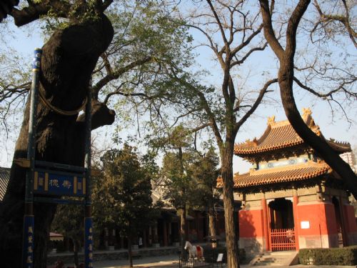 我眼中的北京之東嶽廟圖片