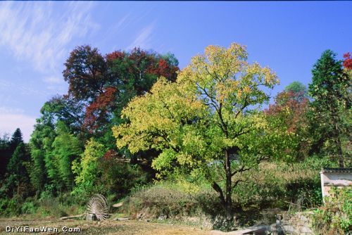 安徽迷人的塔川秋景圖片