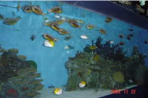 北京海洋館組圖（2）圖片