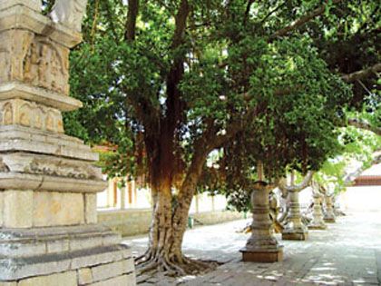 泉州開元寺圖片