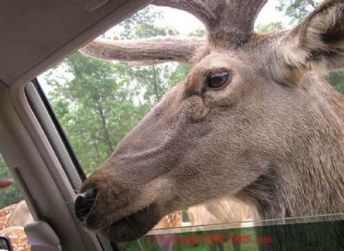 野生動物世界圖片