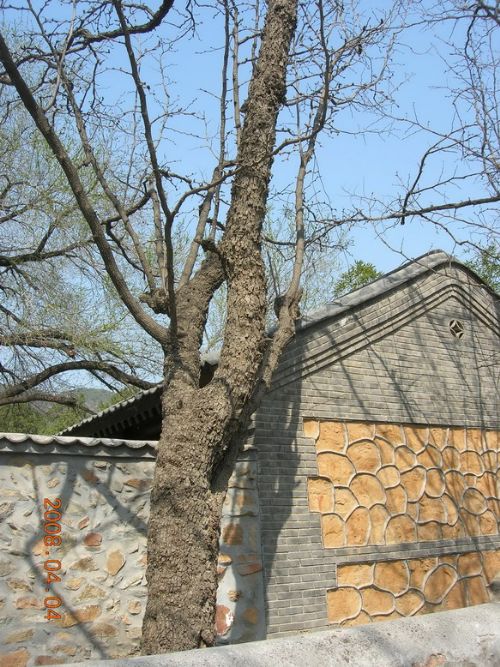 北京植物園圖片