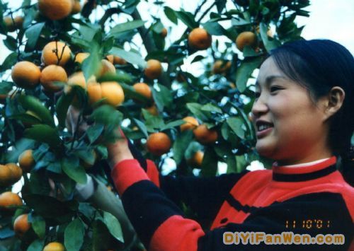 桔子洲圖片