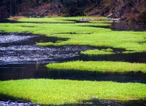 四川芳草海圖片